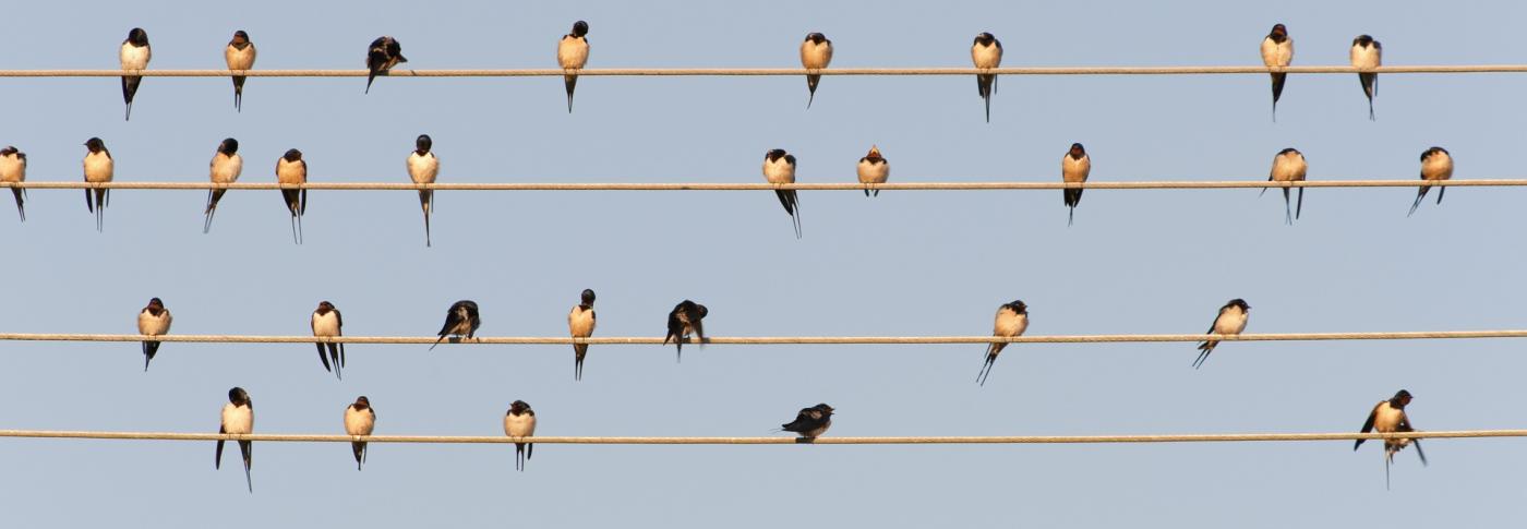 Flock of swallows on power linesGetty-145167347.jpg