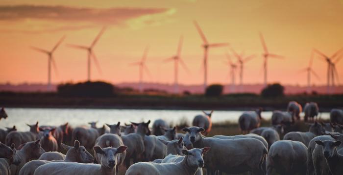 National Grid ESO - wind farm with sheep in foreground