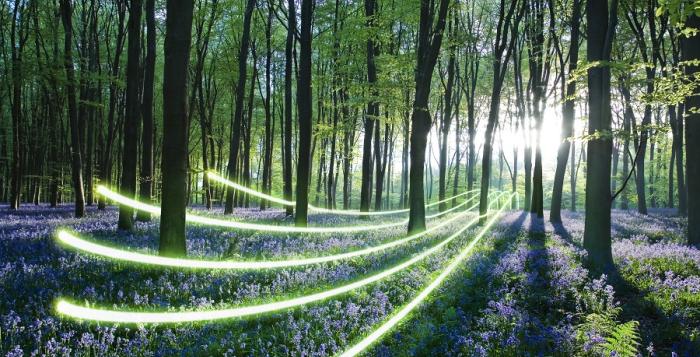 NGESO Dawn forest light over carpet of flowers with glowlines